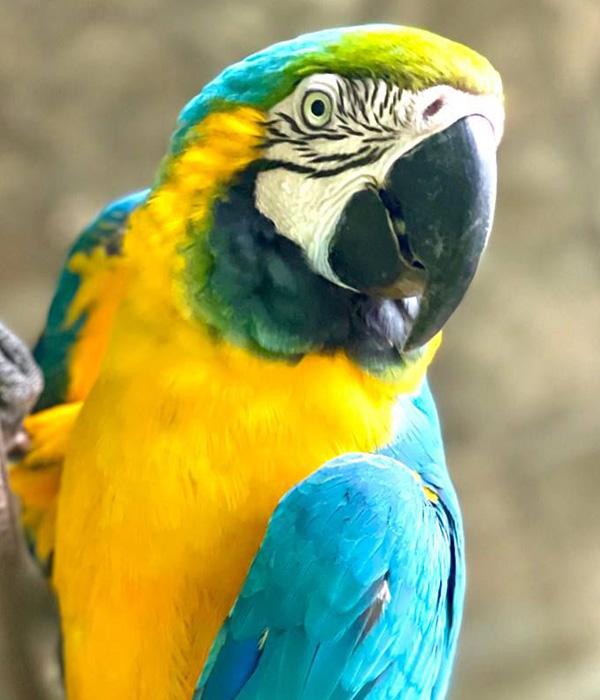 Eco Zoo San Martín Eco Zoo San Martín