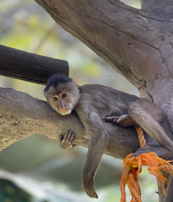 Eco Zoo San Martín Eco Zoo San Martín