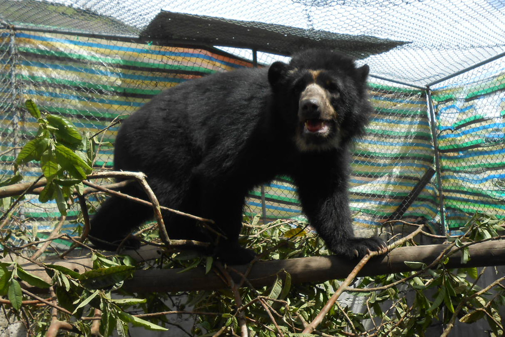 Pinocho oso de anteojos Pinocho oso de anteojos